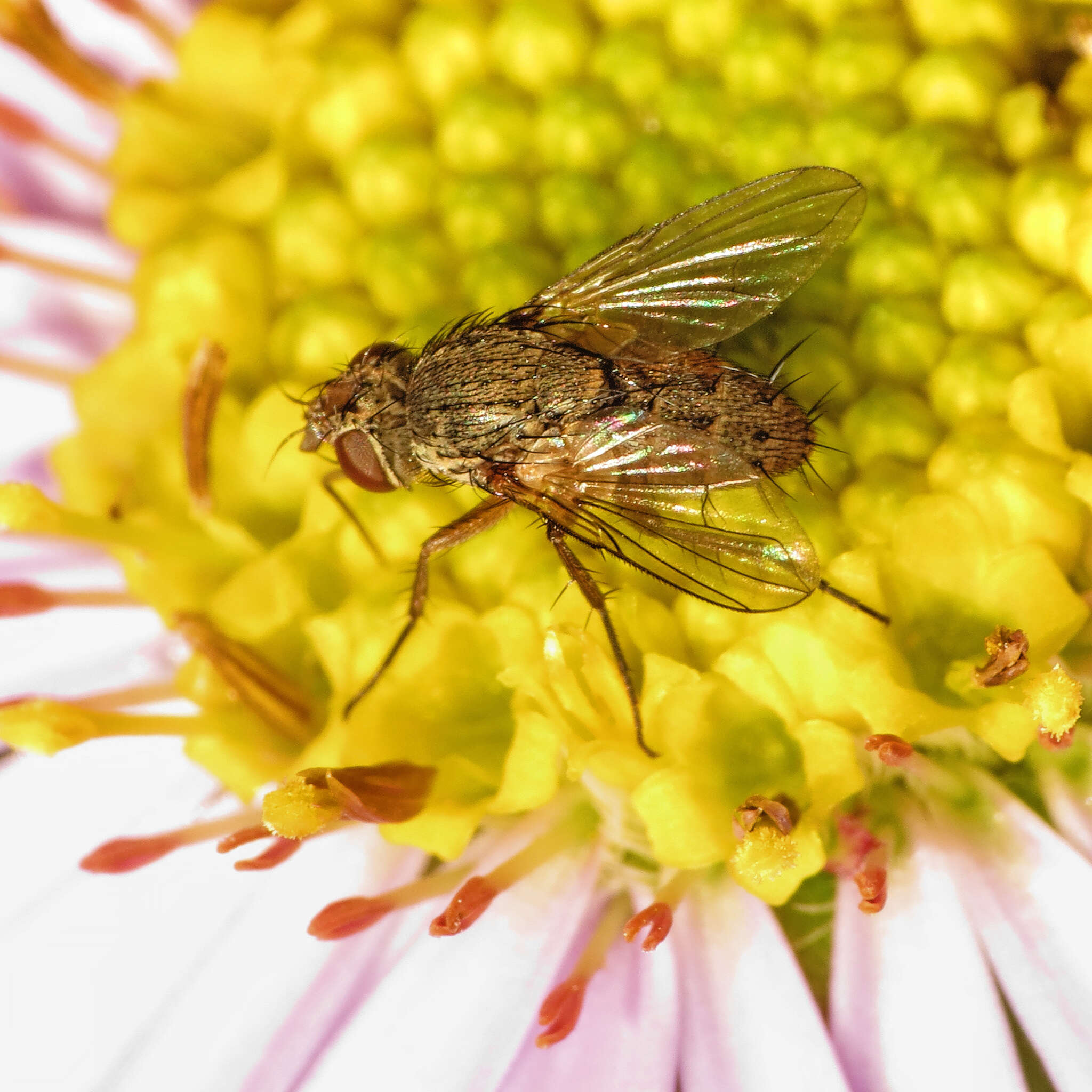 صورة Siphona geniculata (De Geer 1776)