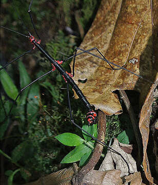 Image of Oreophoetes topoense Conle, Hennemann, Käch & Kneubühler 2009