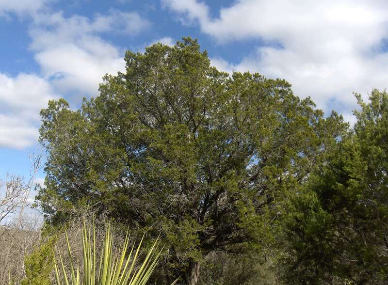 Sivun Quercus fusiformis Small kuva