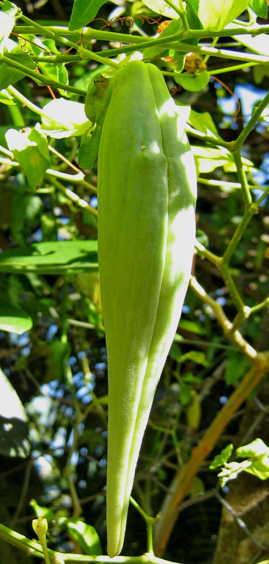 Image de Oxypetalum harleyi (Fontella & Goyder) Farin.