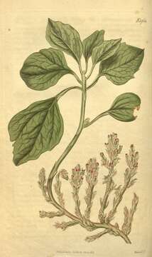 Image of Allegheny-spurge