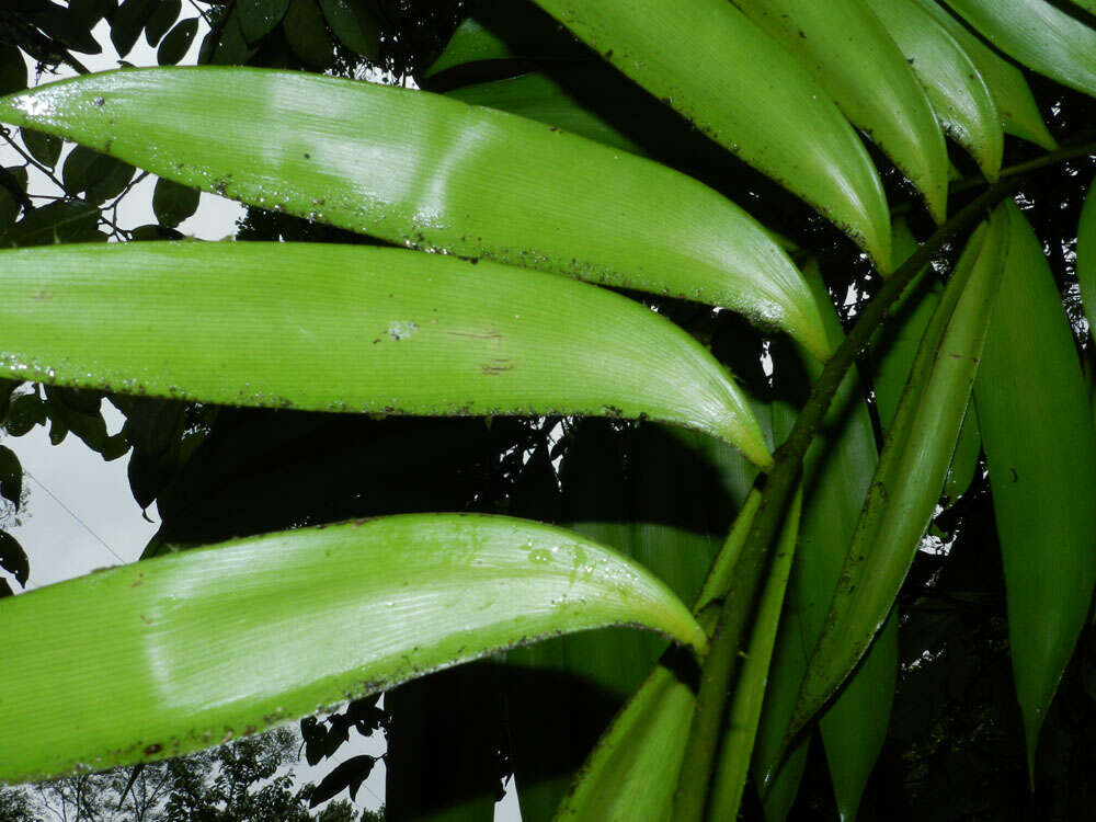 Image of zamia