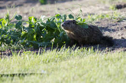 Image of Marmota subgen. Marmota Blumenbach 1779