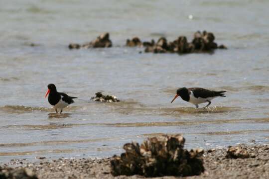 Image of Australian Pied Oystercatcher