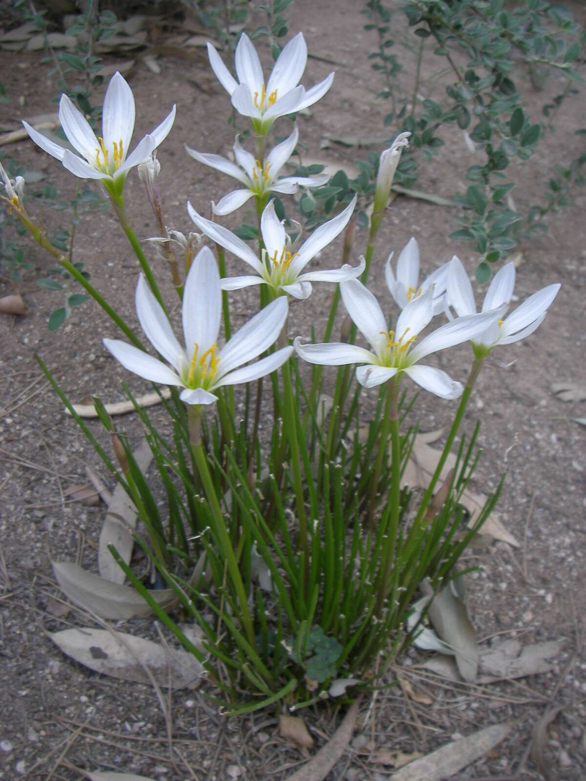 Imagem de Zephyranthes candida (Lindl.) Herb.