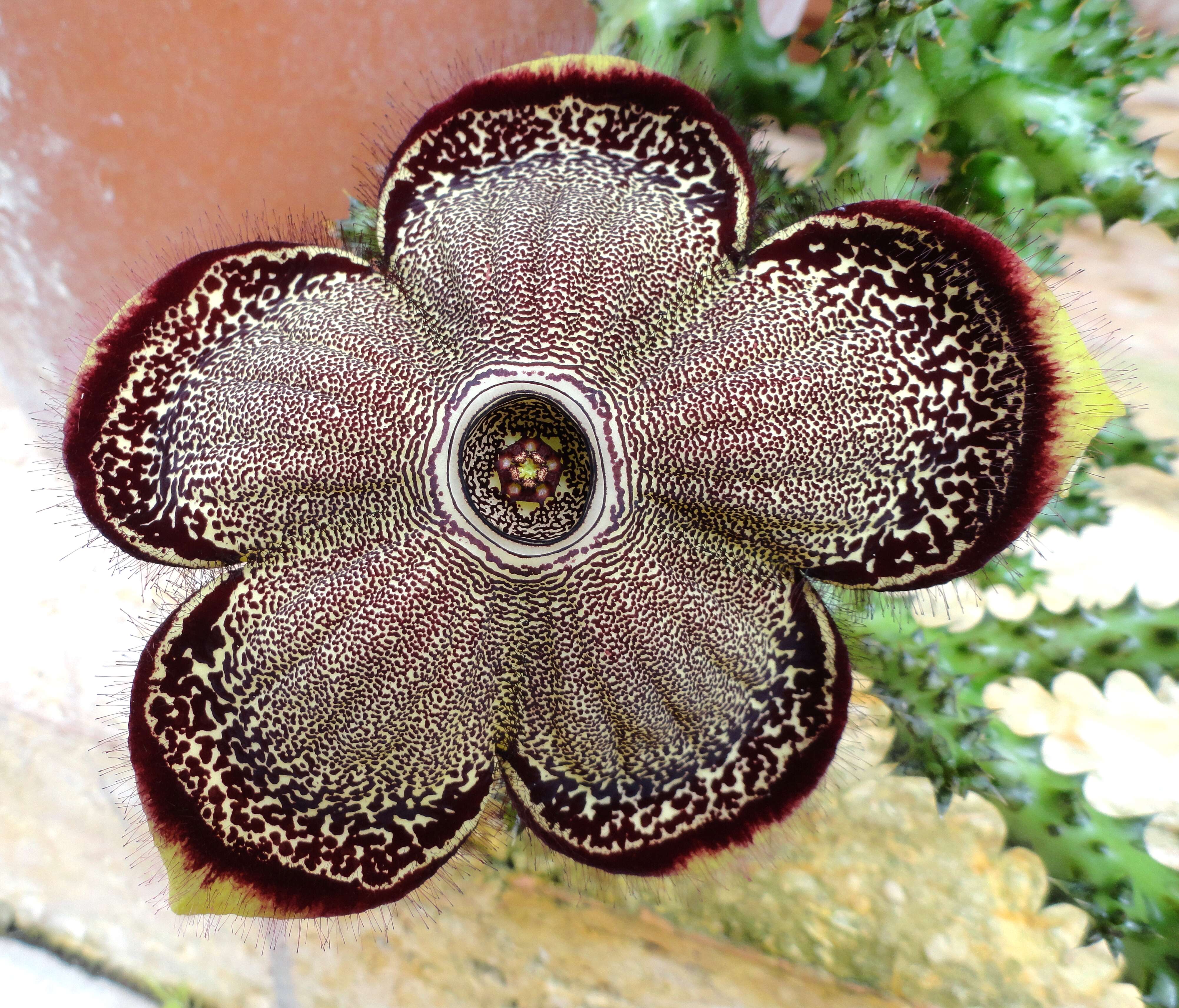 Image of Persian carpet flower