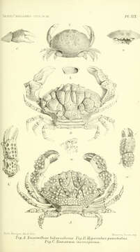 Image of Facetted crab