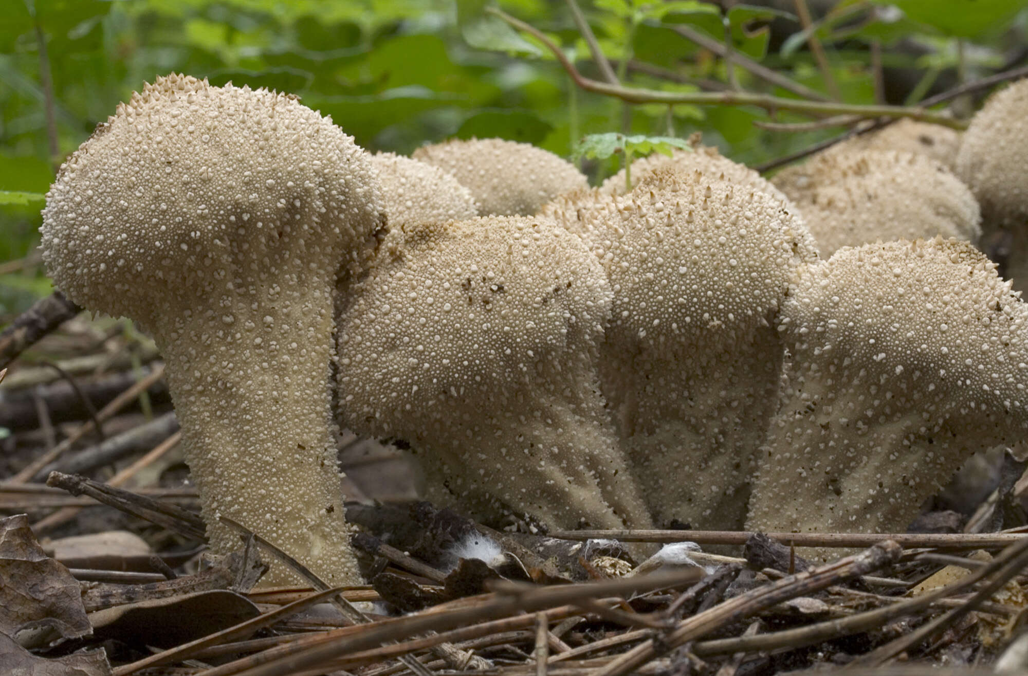 Imagem de Lycoperdon perlatum Pers. 1796