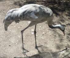 Image of Common Crane