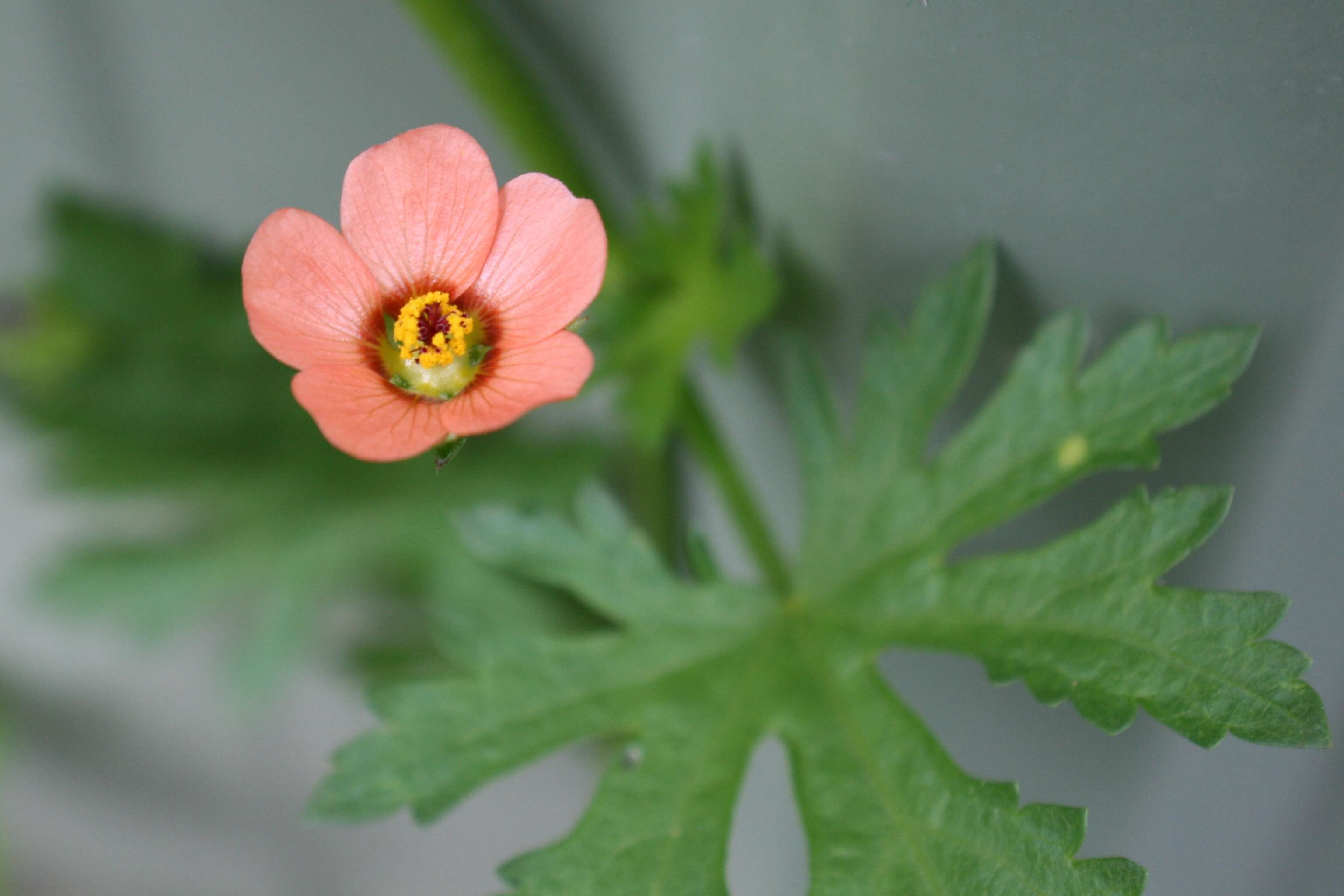 Image of bristlemallow