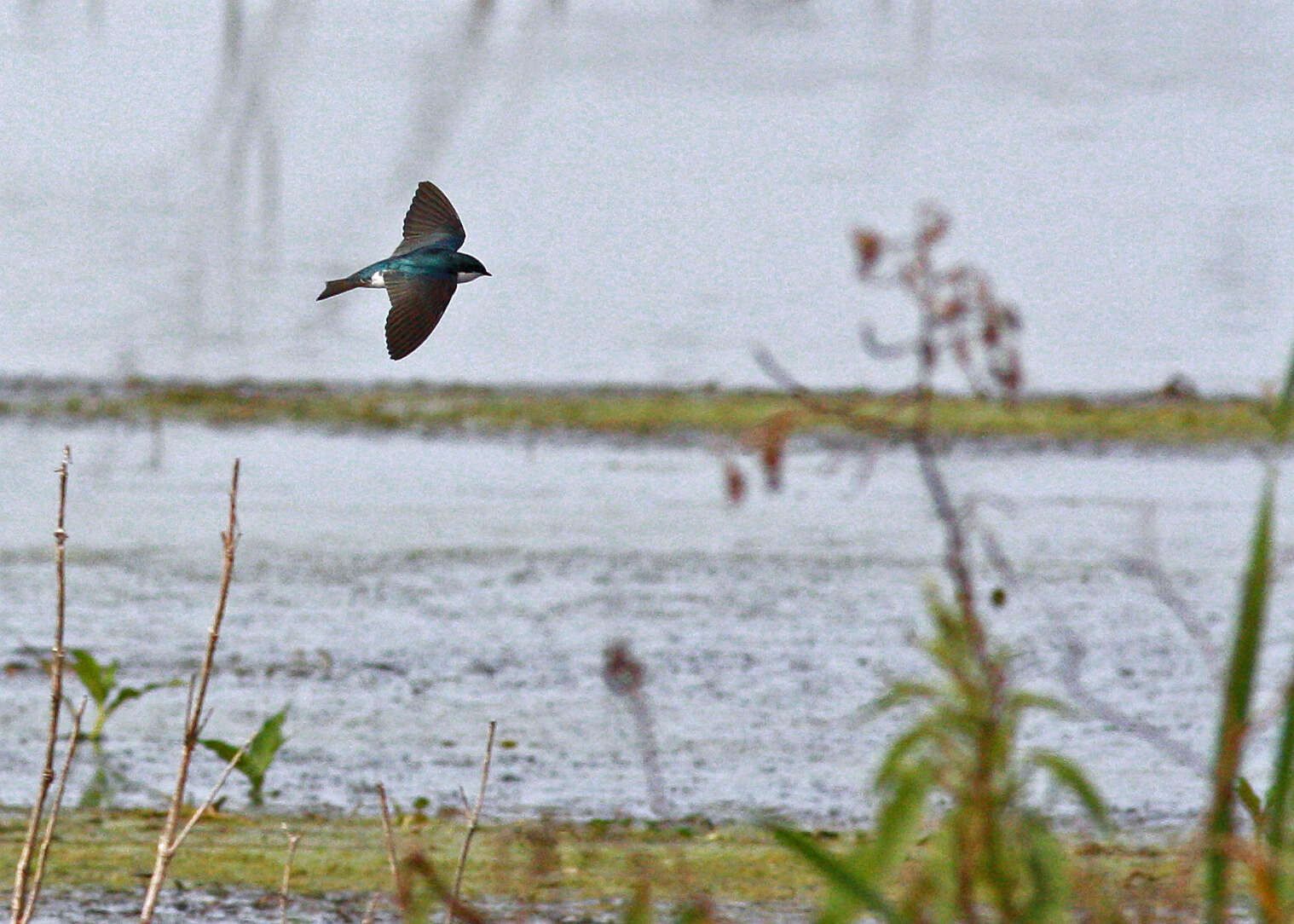 Image of Tachycineta Swallows