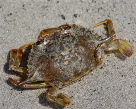 Image of blue crab