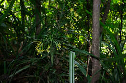 Image of Grass orchids