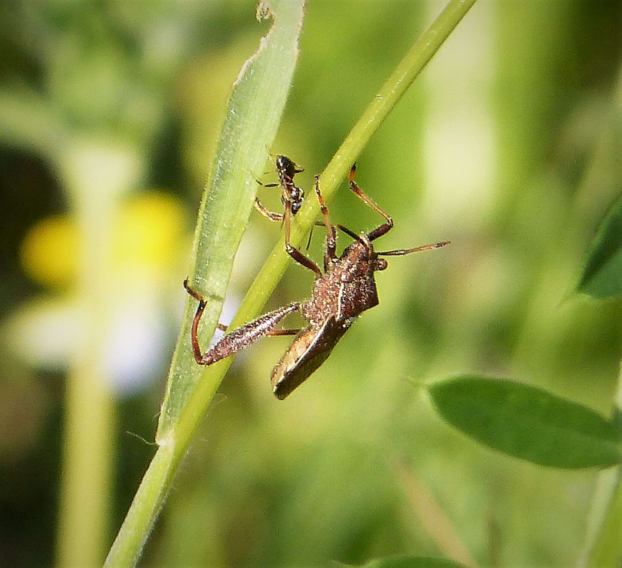 Image of Broad-Headed Bug