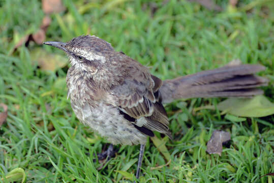 Image of Long-tailed Mockingbird