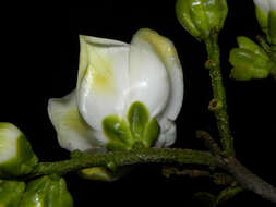 Imagem de Lecythis mesophylla S. A. Mori