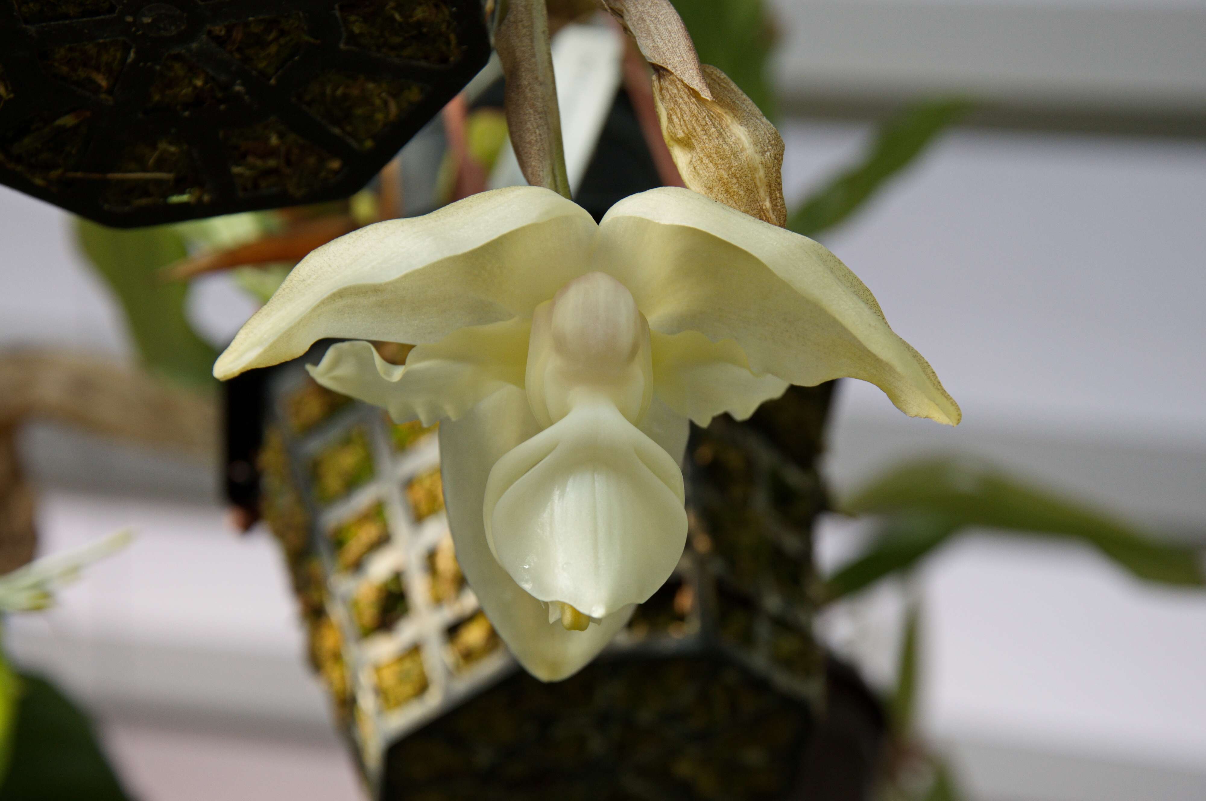 Image of Stanhopea lietzei (Regel) Schltr.