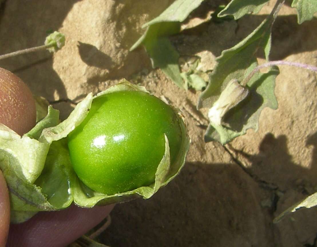 Image of sharpleaf groundcherry and Wright groundcherry