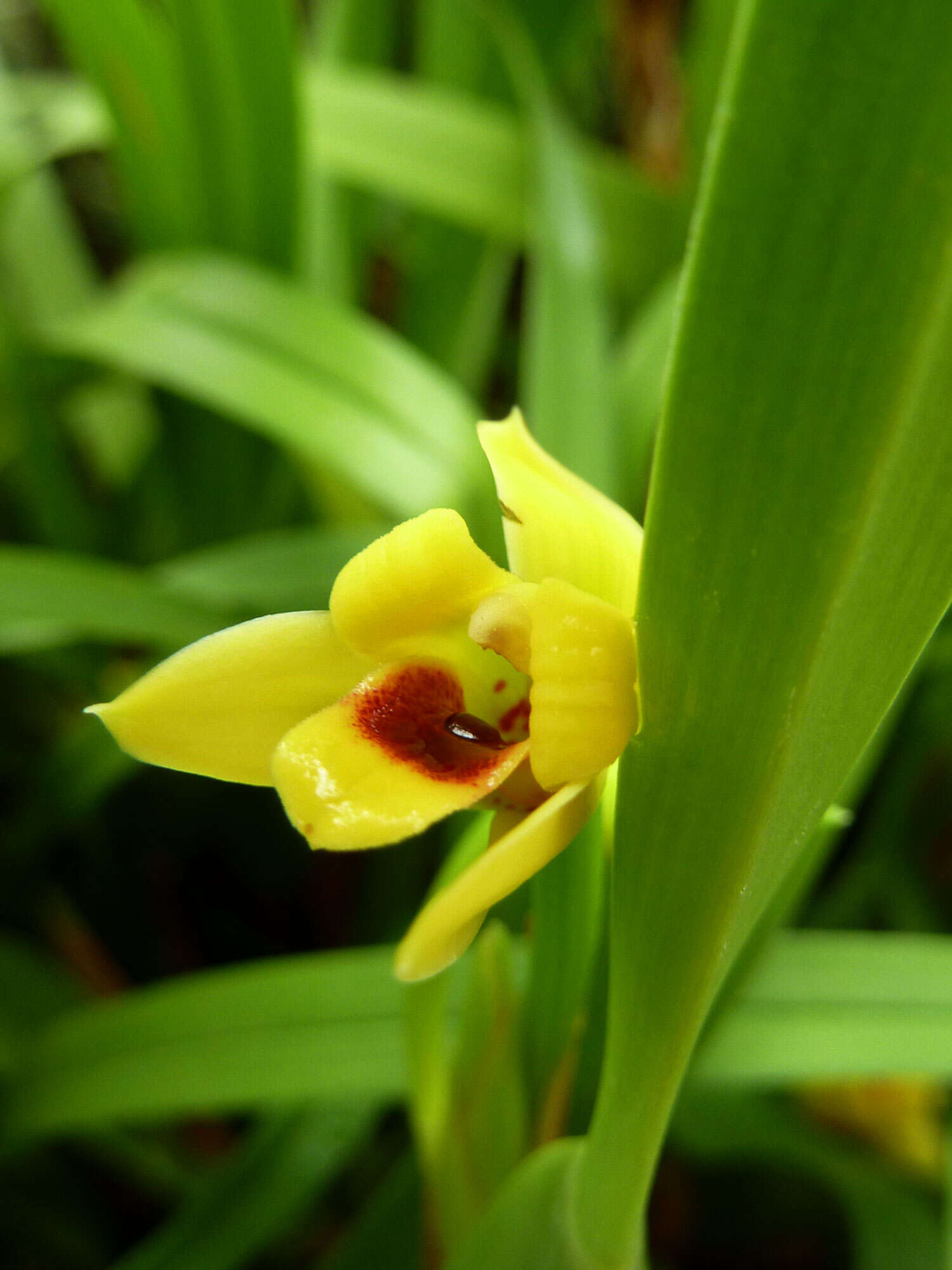 Image of Maxillaria variabilis Bateman ex Lindl.