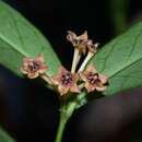 Image of Hoya lobbii Hook. fil.