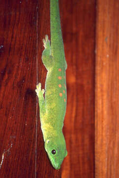 Plancia ëd Phelsuma grandis Gray 1870