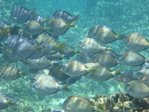 صورة Acanthurus coeruleus Bloch & Schneider 1801