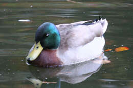 Image of Common Mallard