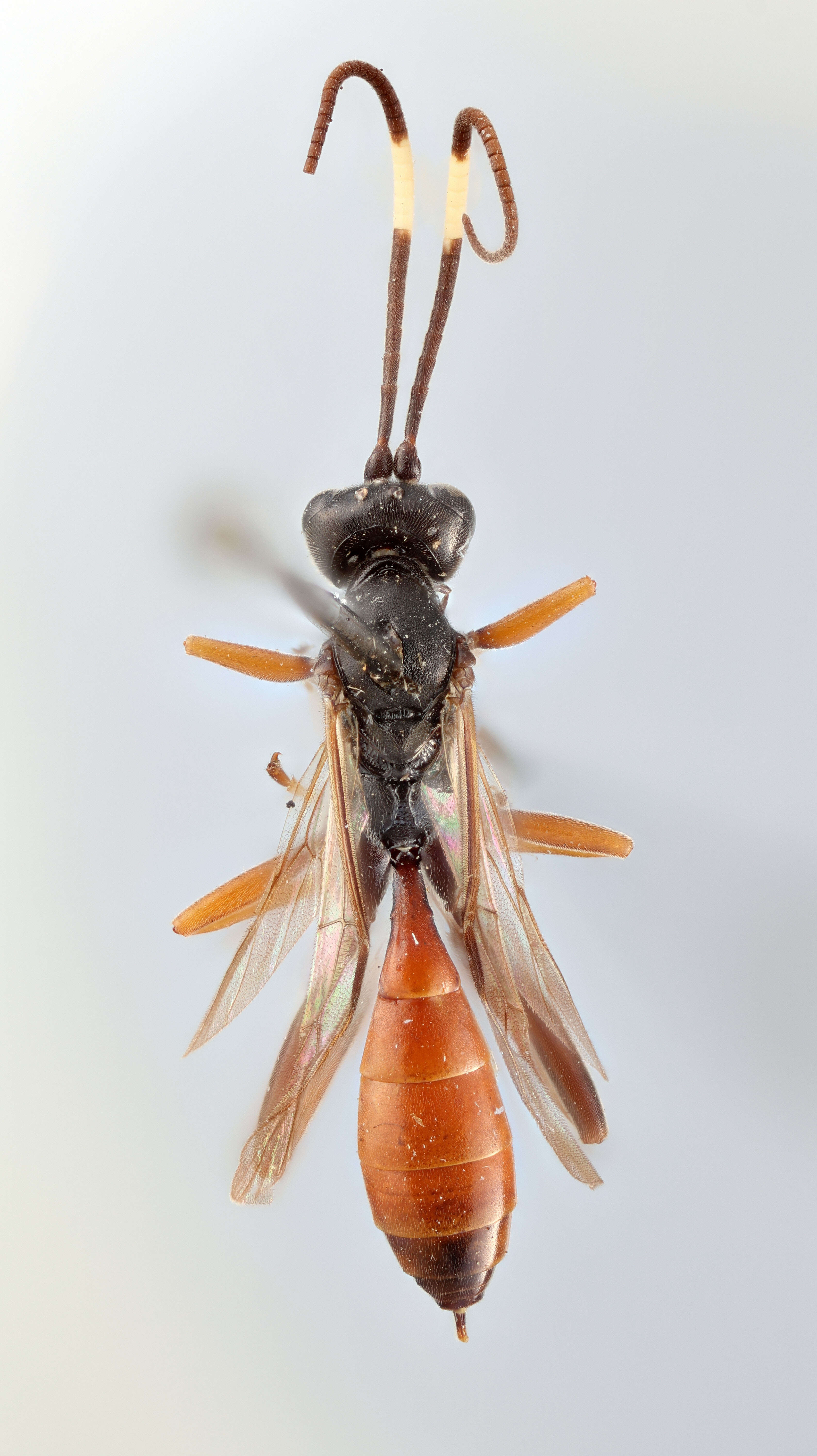 Image of Euryproctus crassicornis Thomson 1889