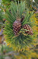 Image of Mountain Pine