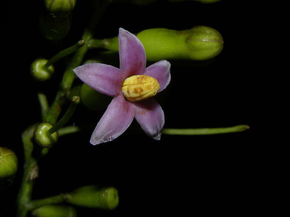 Image de Rustia occidentalis (Benth.) Hemsl.