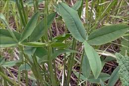 Plancia ëd Trifolium montanum L.