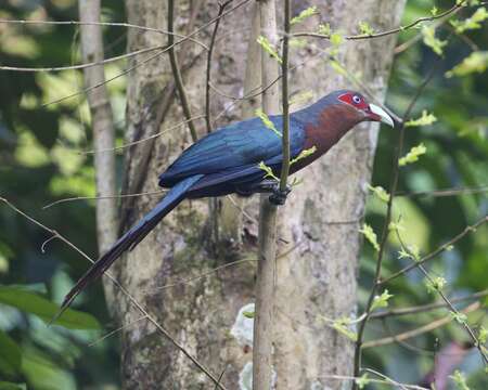 صورة Phaenicophaeus curvirostris (Shaw 1810)