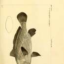 Sivun Paranibea semiluctuosa (Cuvier 1830) kuva