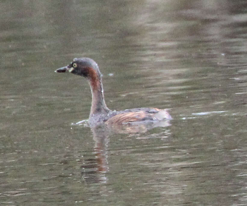 Image of Australasian Grebe