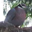 Image of Collared Imperial Pigeon