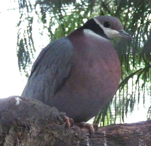 Image of Ducula Hodgson 1836