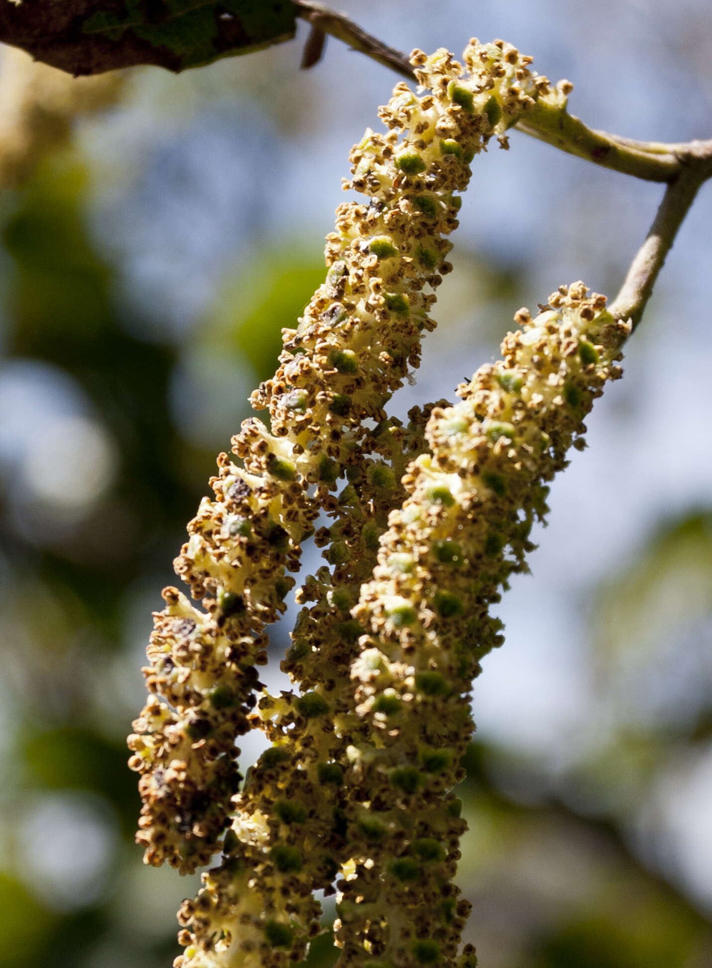 صورة Alnus acuminata Kunth