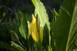 Image of skunkcabbage
