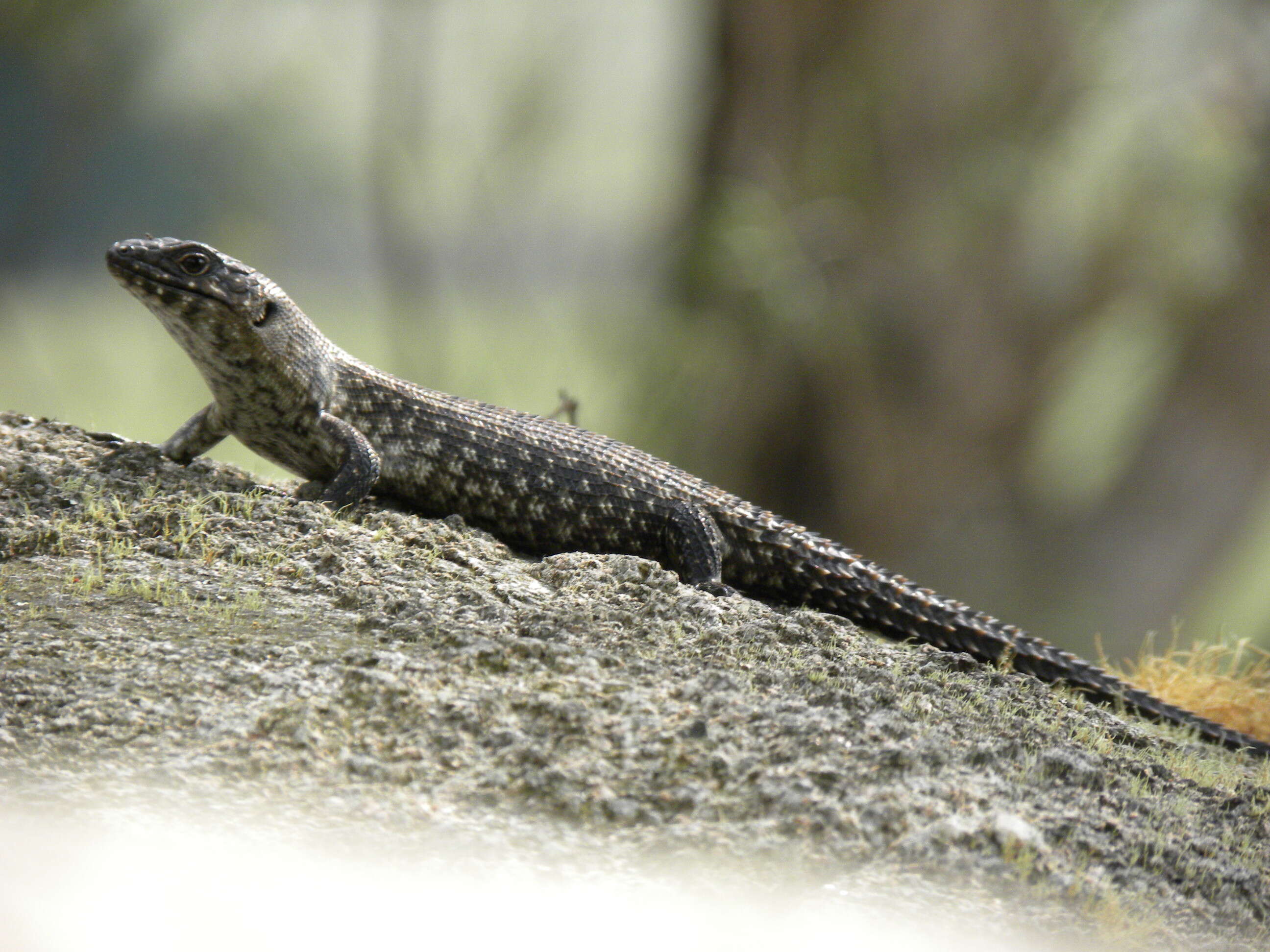 Image of Egernia Gray 1838