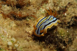 Image of Chromodoris colemani Rudman 1982