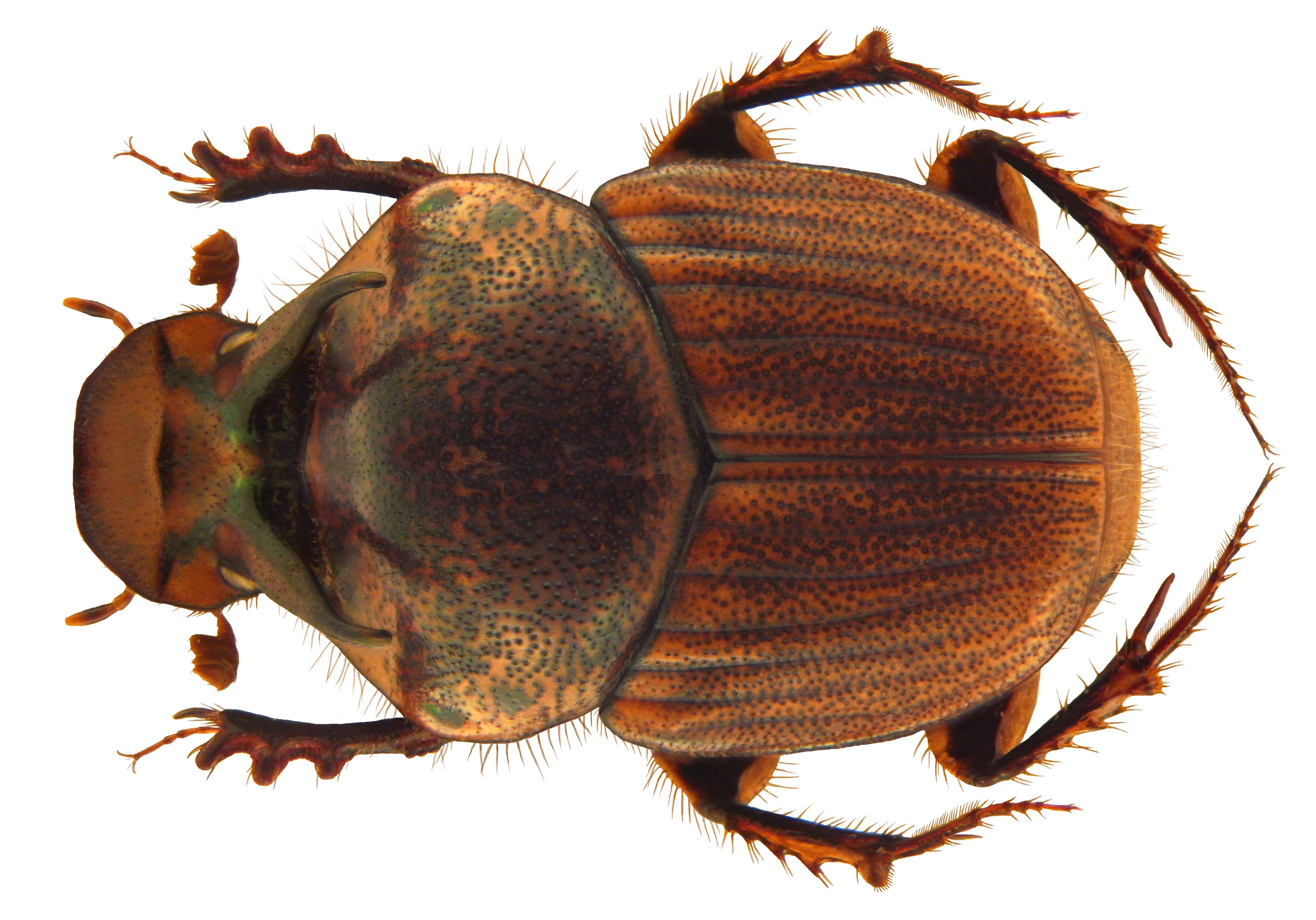 Image of Onthophagus