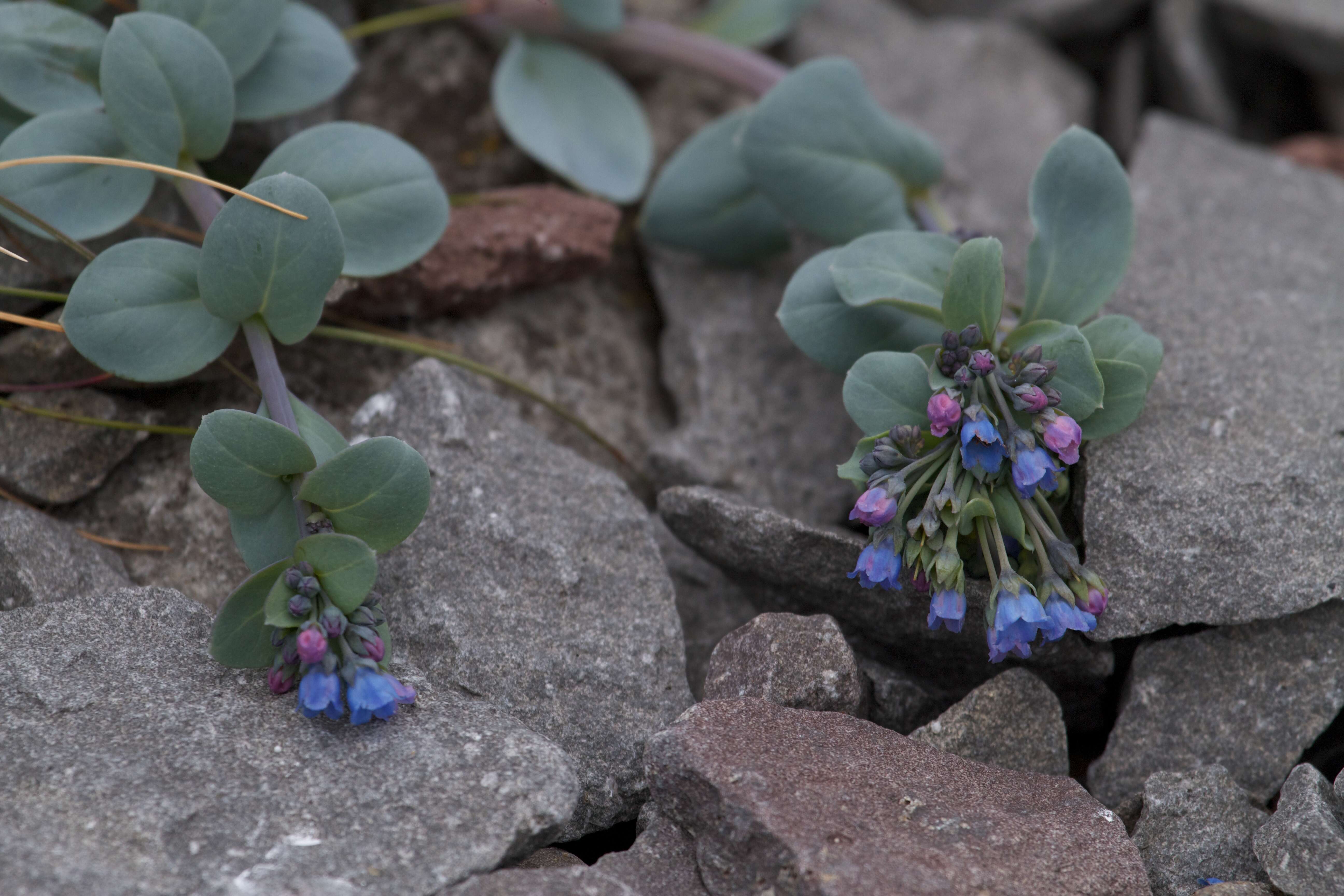 Mertensia resmi