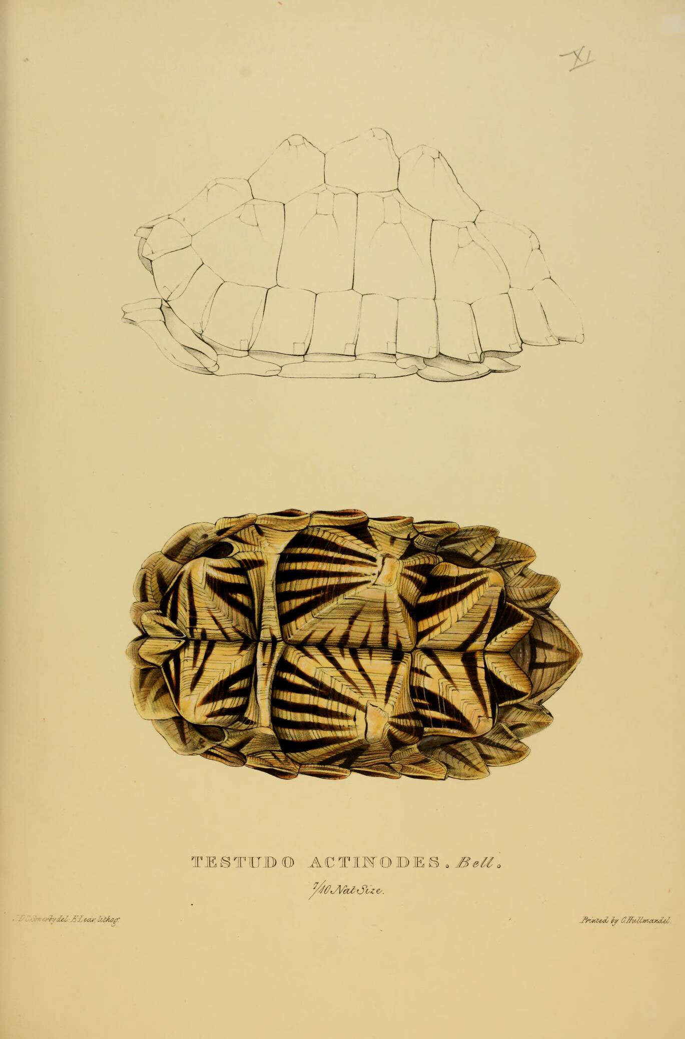 Image of Typical Tortoises