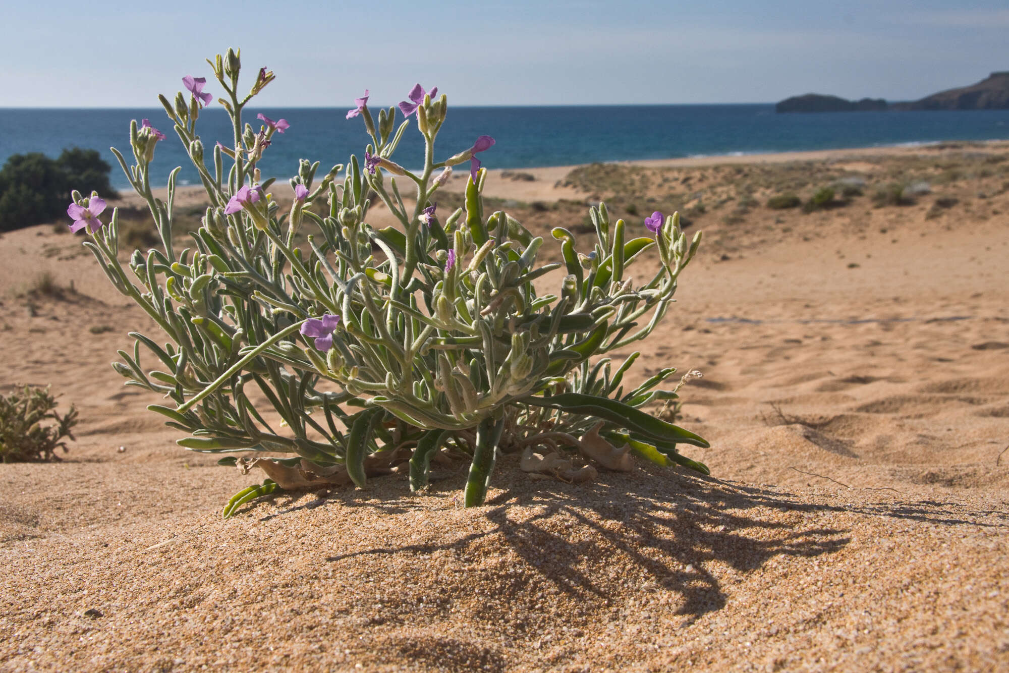 Plancia ëd Matthiola