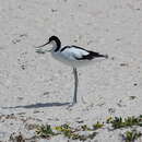 Image of Recurvirostra avocetta