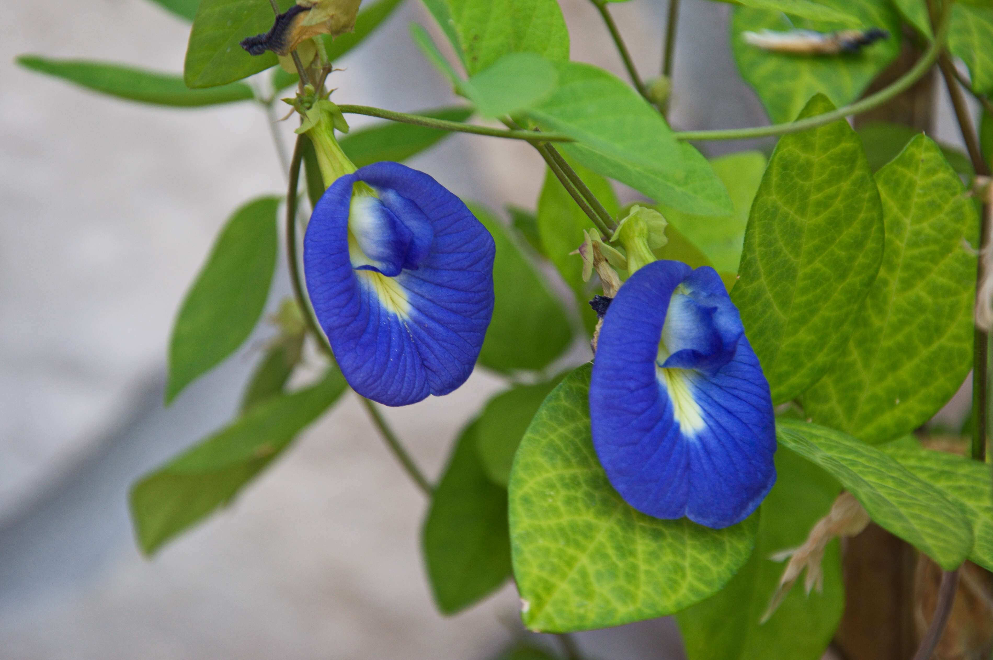 Imagem de Clitoria