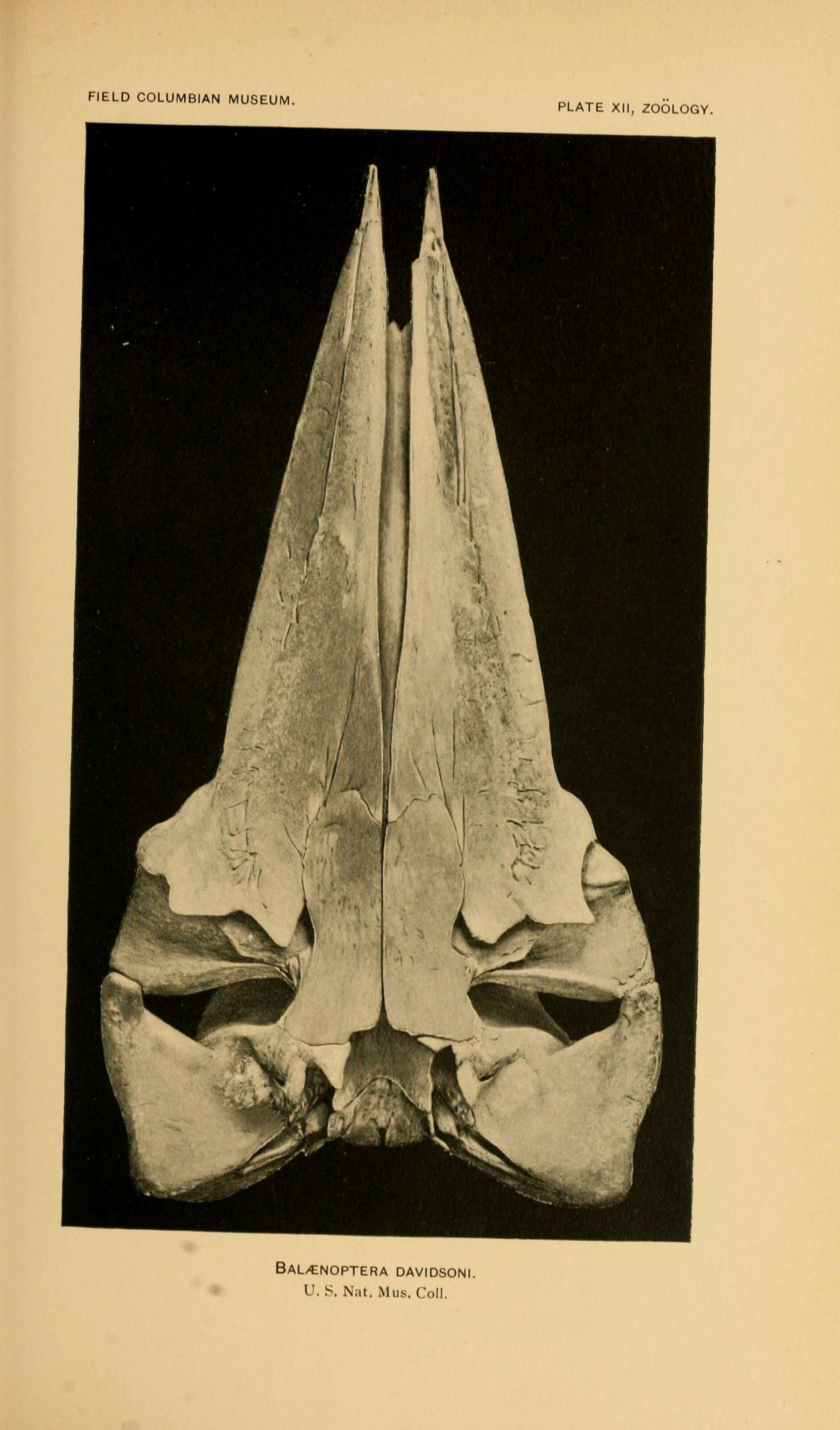 Image of Balaenoptera acutorostrata scammoni Deméré 1986