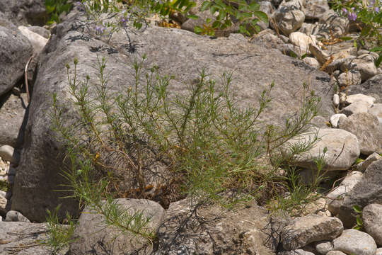 Plantago sempervirens Crantz resmi