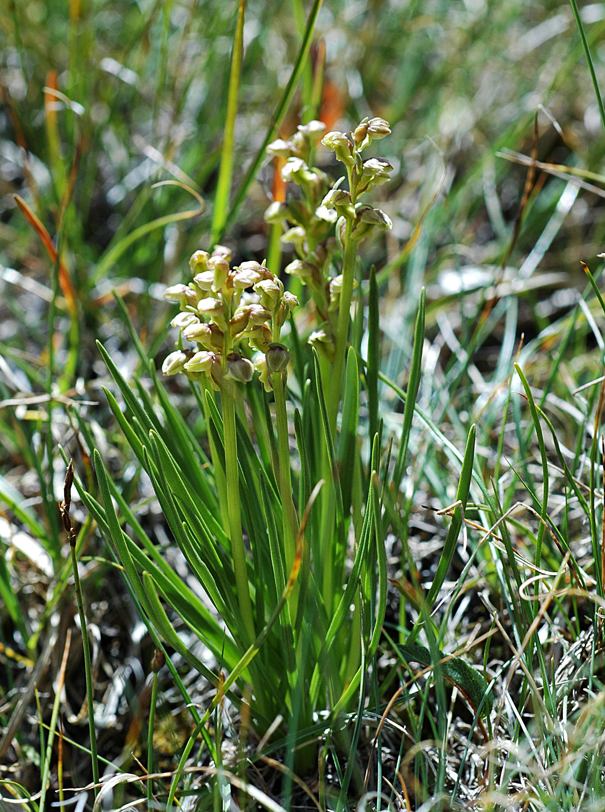 Image of Chamorchis