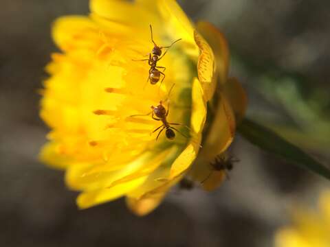 Image of bracted strawflower